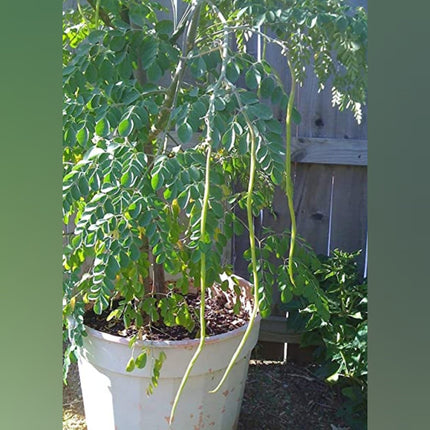 Drumstick Plant Variety (Chedi Murungai)