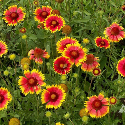 Gaillardia Flower OP seeds-Best For Indian Gardens