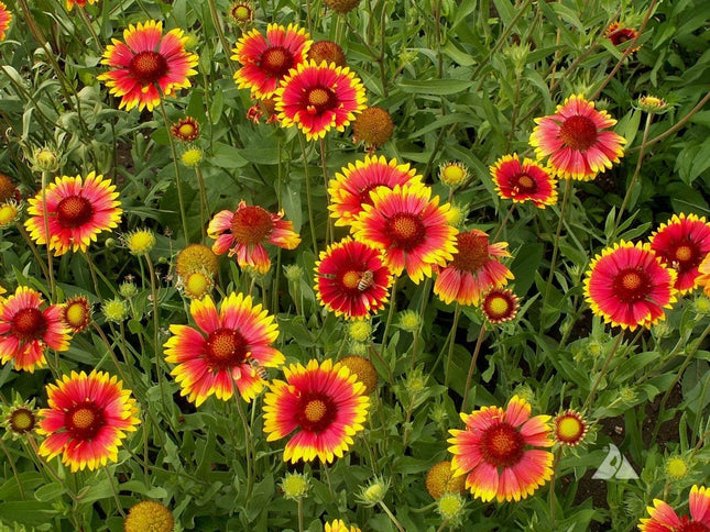 Gaillardia Flower OP seeds-Best For Indian Gardens