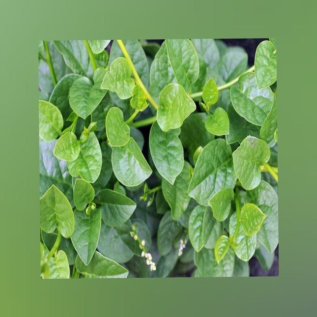 Green Malabar Spinach/ Pasalai keerai seeds