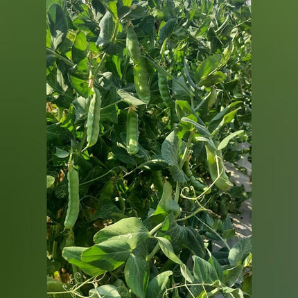 Green Peas vegetable Seeds