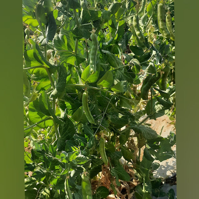Green Peas vegetable Seeds