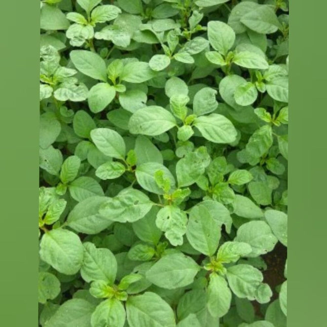 Green Sirukeerai - Small Green amaranthus seeds