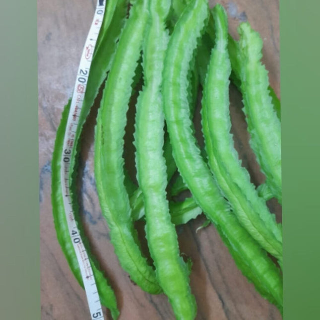 Green Winged Beans XL Gardening Seeds