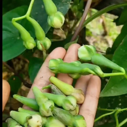 Clove Bean Green Gardening Seeds