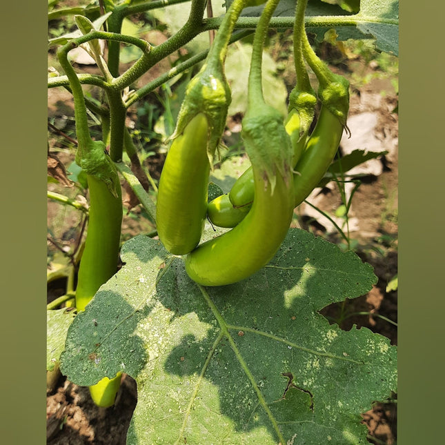 Open Pollinated Green Long Brinjal Seeds