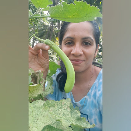Open Pollinated Green Long Brinjal Seeds