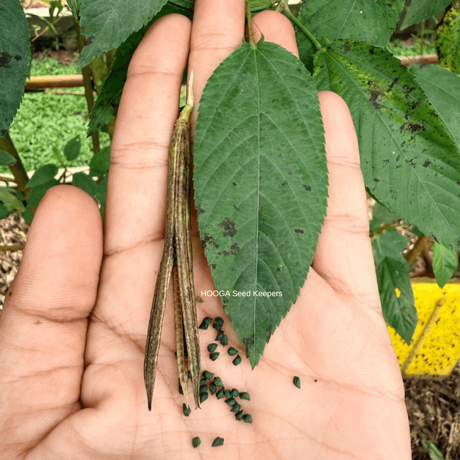 Buy Molokhia (Moroheya / Egyptian Spinach) Seeds Online in India – Premium Heirloom Seeds | HOOGA Seeds