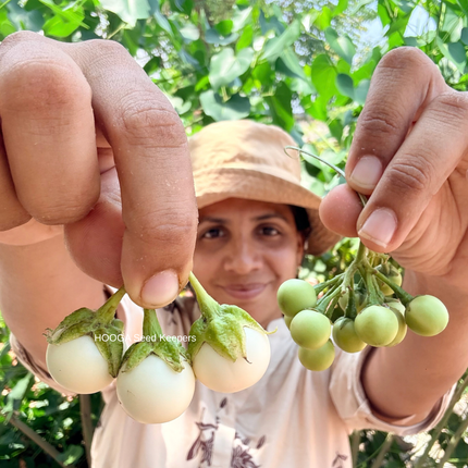 Ca Phao Traditional Vietnamese Mini White Round Brinjal Seeds