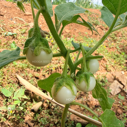 Ca Phao Traditional Vietnamese Mini White Round Brinjal Seeds