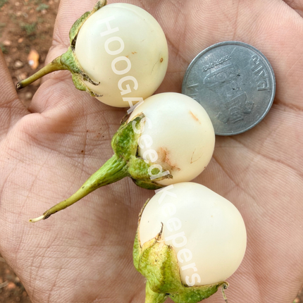 Ca Phao Traditional Vietnamese Mini White Round Brinjal Seeds