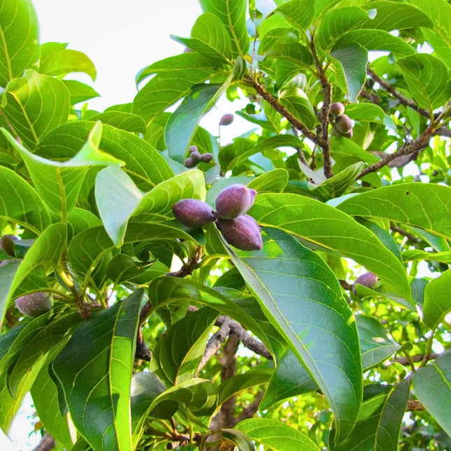 Terminalia chebula tree seeds (86)