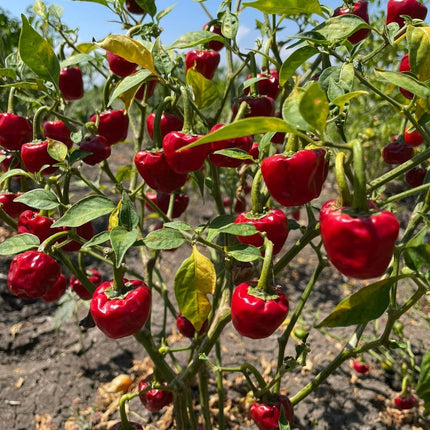 Heirloom Ramnad Mundu Chilli Seeds