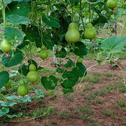 Local Bottlegourd Round short vegetable seeds