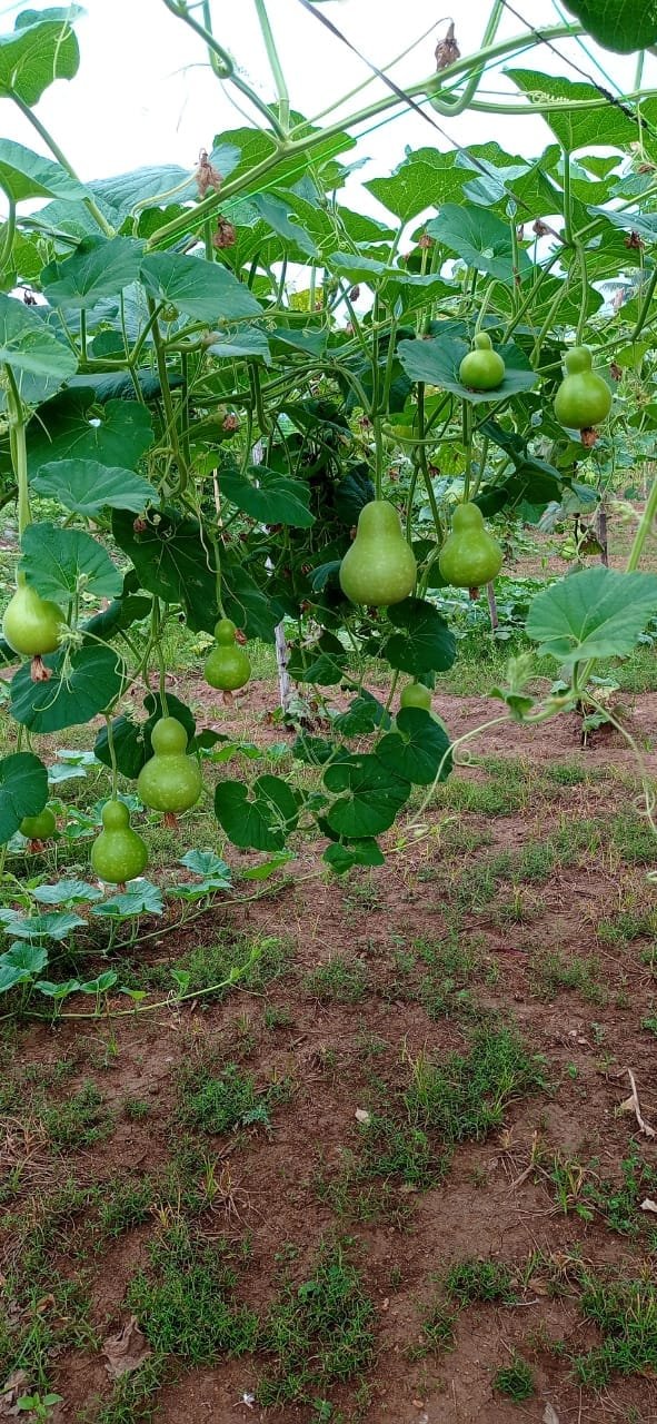 Local Bottlegourd Round short vegetable seeds
