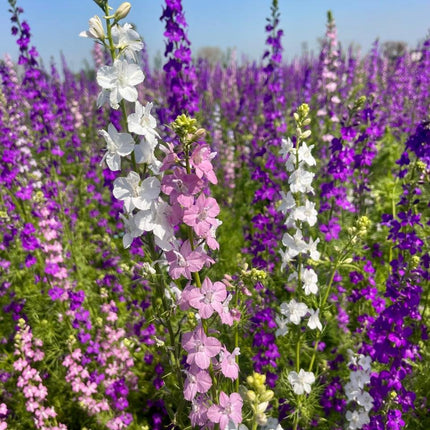 Delphinium Imperial Larkspur Mix Flower Seeds Online in India-Easy to Grow and Winter Blooming-HOOGA Seeds