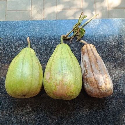 Vari Suraikkai Striped Bottlegourd vegetable seeds