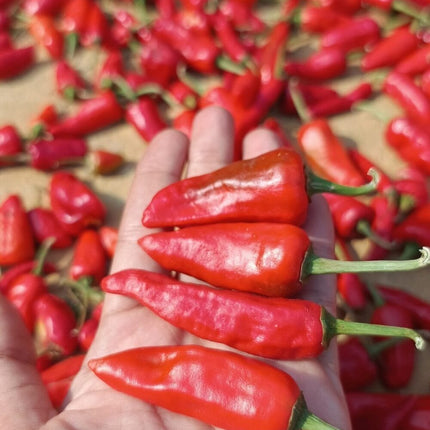 Red Bullet Chilli Gardening seeds