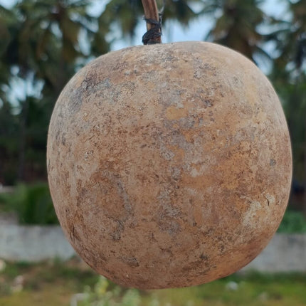 Kumbala Bottlegourd vegetable seeds