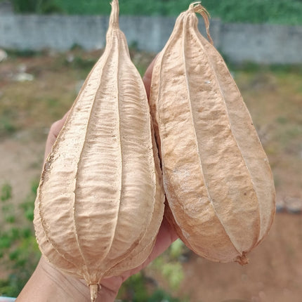 Dubai Short Ridgegourd vegetable Seeds