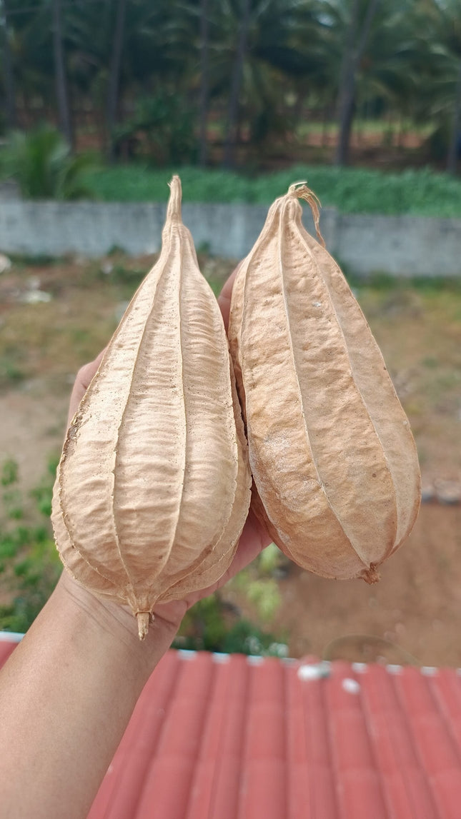 Dubai Short Ridgegourd vegetable Seeds