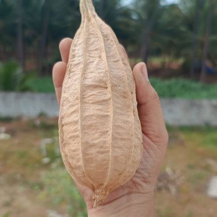 Dubai Short Ridgegourd vegetable Seeds