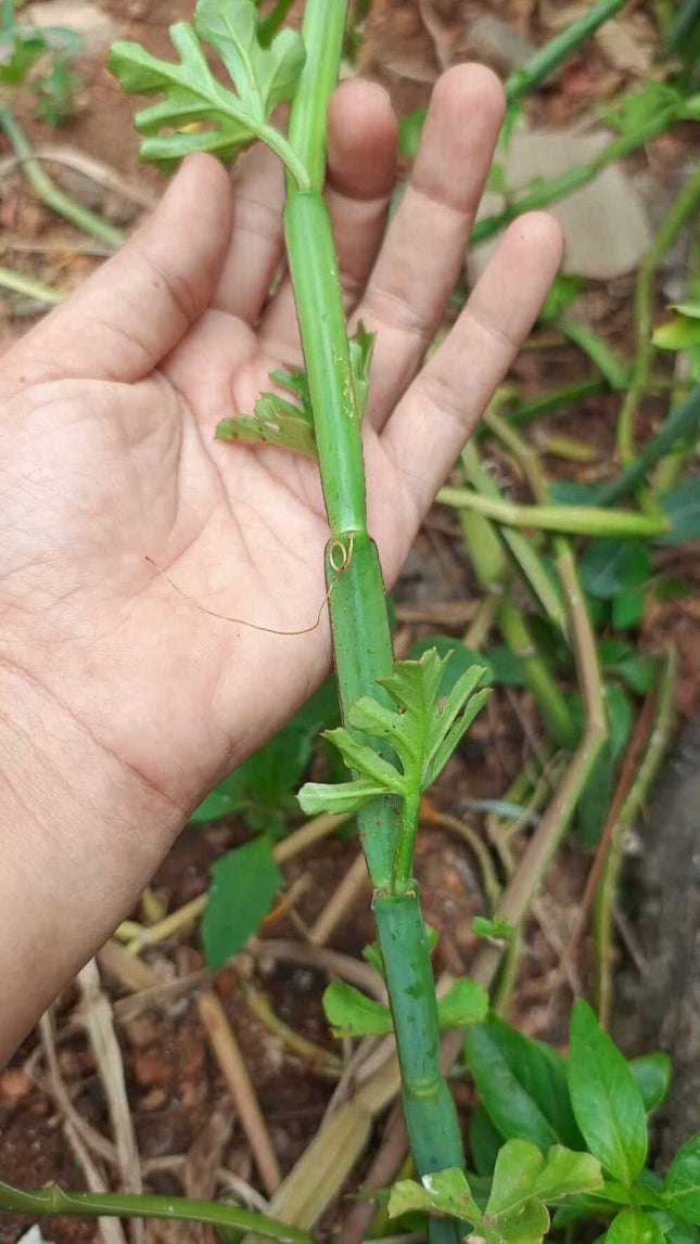 Veldt Grapes Pattai Pirandai