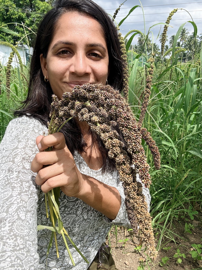 Native Black Foxtail Millet Seeds (Karuppu Thinai) | Heirloom | Open Pollinated | Non-GMO | Traditional Millet Seeds