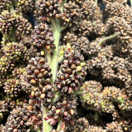 Native Black Foxtail Millet Seeds (Karuppu Thinai) | Heirloom | Open Pollinated | Non-GMO | Traditional Millet Seeds