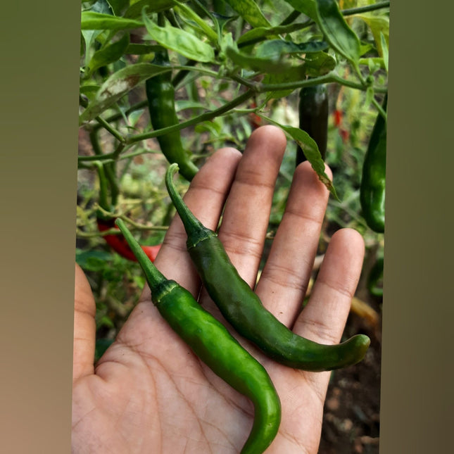 Green Long Chilli Seeds - Milagai Vidhai