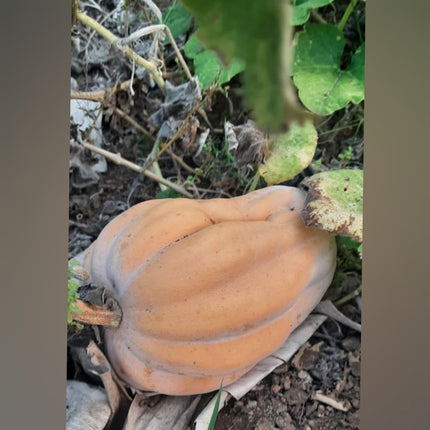 Madurai Flower Pumpkin vegetable Seeds