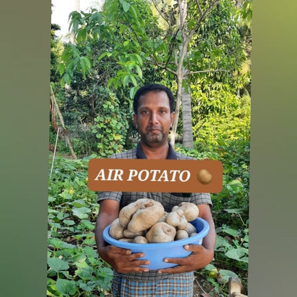 Native Air potato Dioscorea Bulbifera Adathaapu Seeds