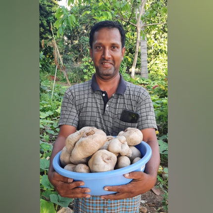 Native Air potato Dioscorea Bulbifera Adathaapu Seeds