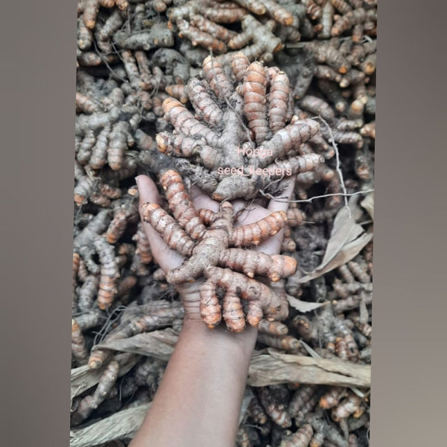 Samba Native Turmeric Rhizome Seeds