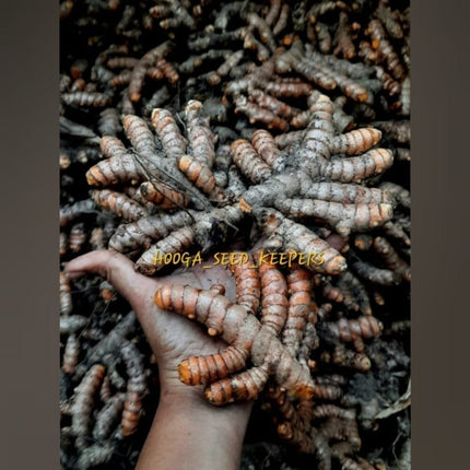 Samba Native Turmeric Rhizome Seeds
