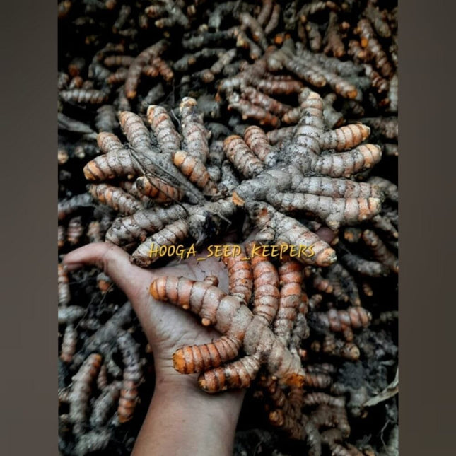 Samba Native Turmeric Rhizome Seeds