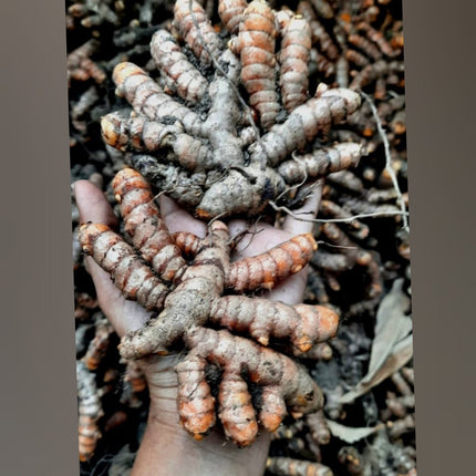 Samba Native Turmeric Rhizome Seeds