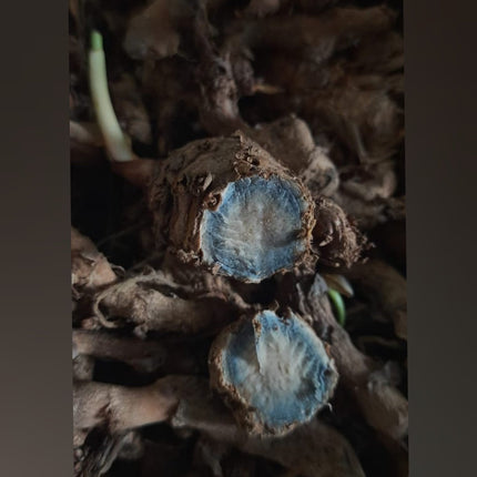 Black Turmeric Rhizome Seeds