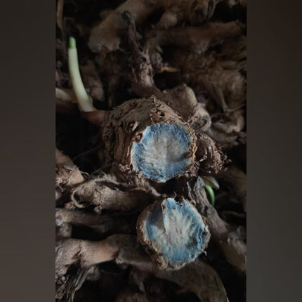 Black Turmeric Rhizome Seeds