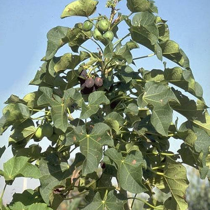 Jatroba Carcus organic tree seeds
