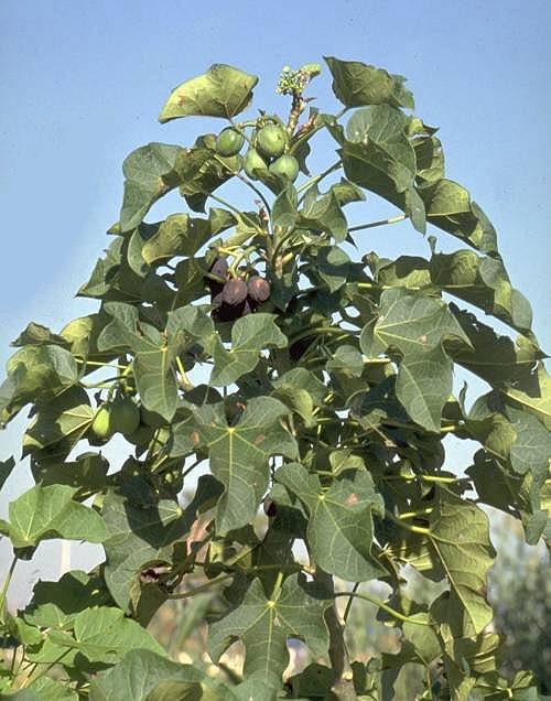 Jatroba Carcus organic tree seeds