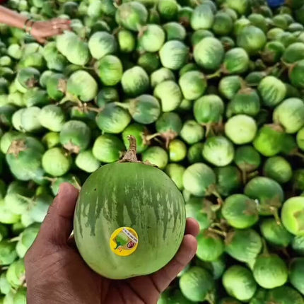 Heirloom Mattu Gulla Brinjal Seeds