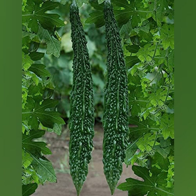 Bittergourd Green Long op vegetable seeds