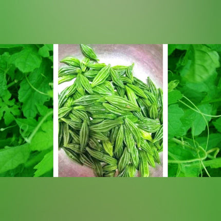 Luffa Tuberosa Adhalakkai tuber seeds