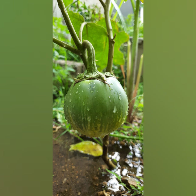 Heirloom Mattu Gulla Brinjal Seeds