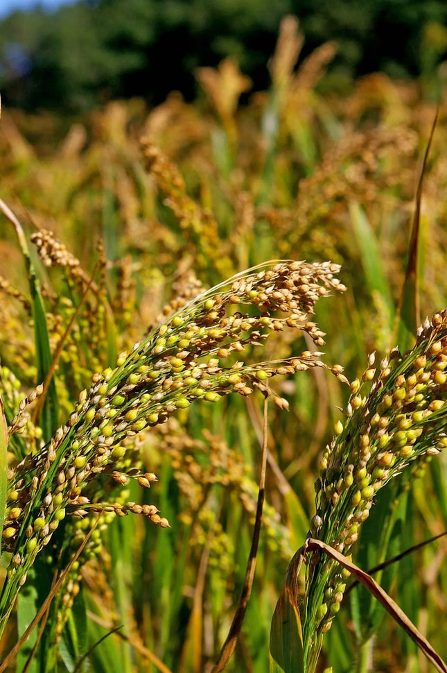 Native Hill Little Millet / Saamai Seeds