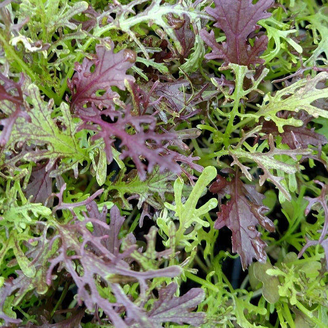 Mizuna Red and Green Mixed seeds