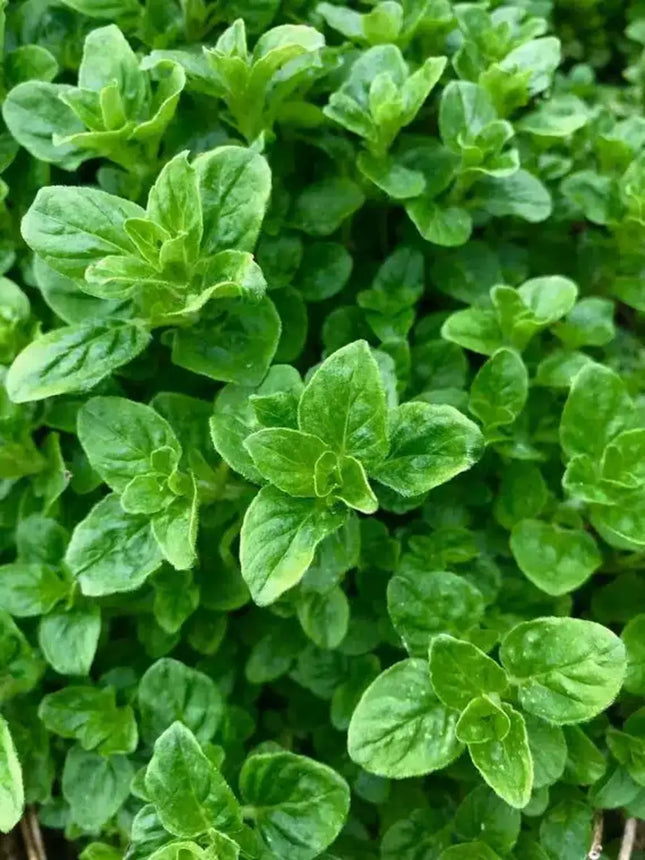 Oregano aromatic herb seeds