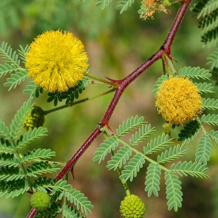 Organic Gum Arabica Acacia Nilotica Babul tree seeds (5 )