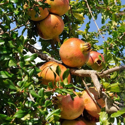 Pomegranate fruit tree seeds
